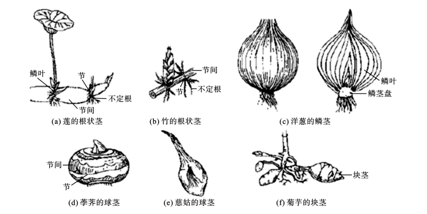 植物的根茎叶图图画图片