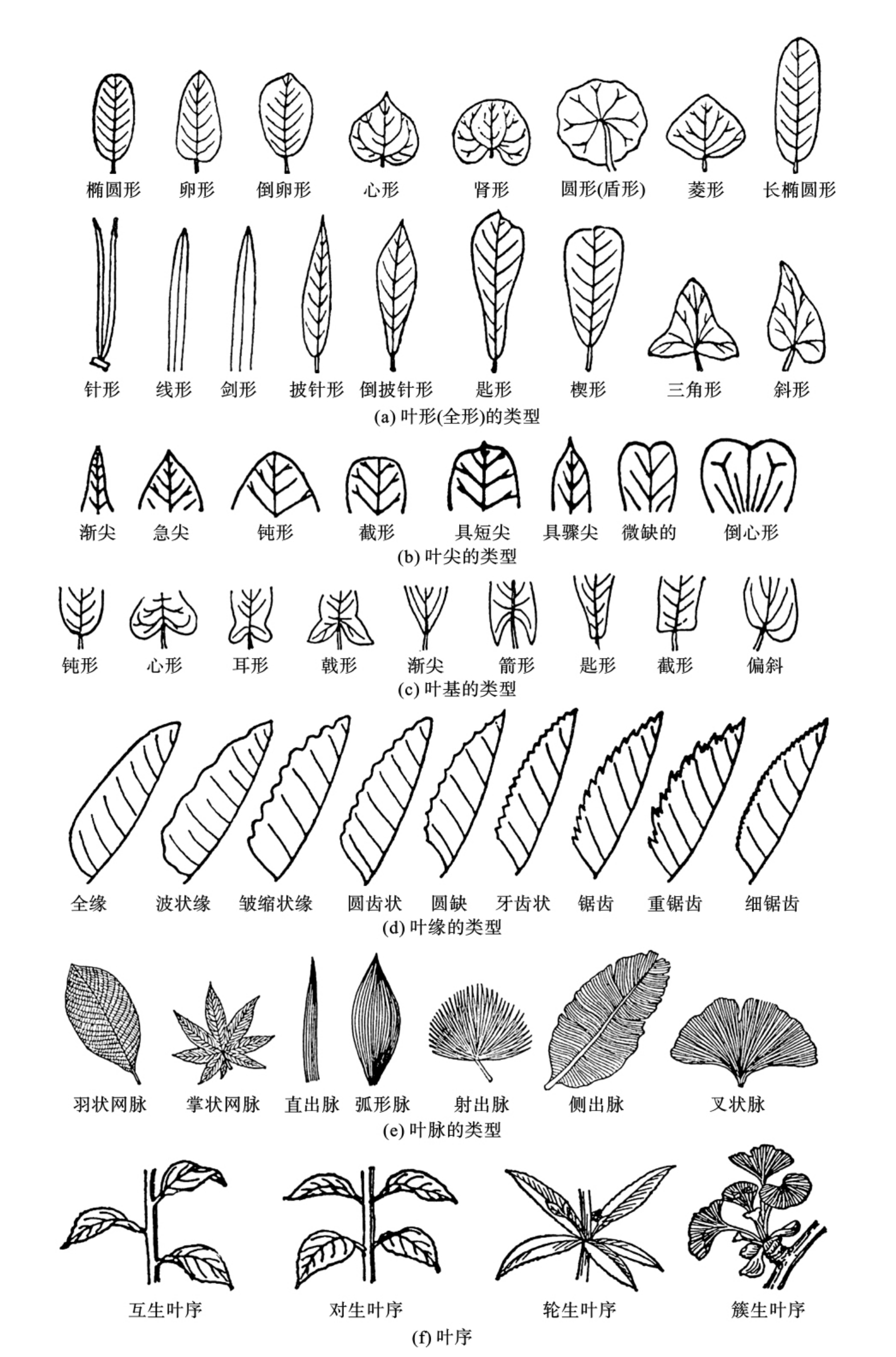 单叶植物和复叶植物图片