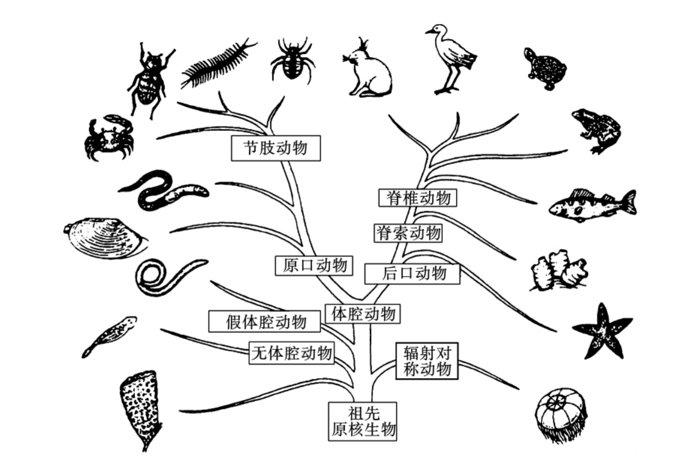 动物分类框架图片