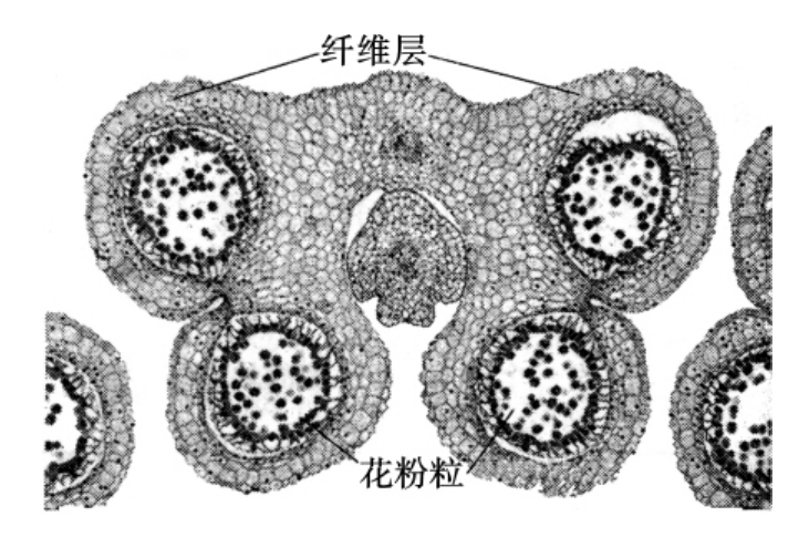 成熟的花粉粒在内部结构上有两种形式:一种是含有一个营养细胞和一个