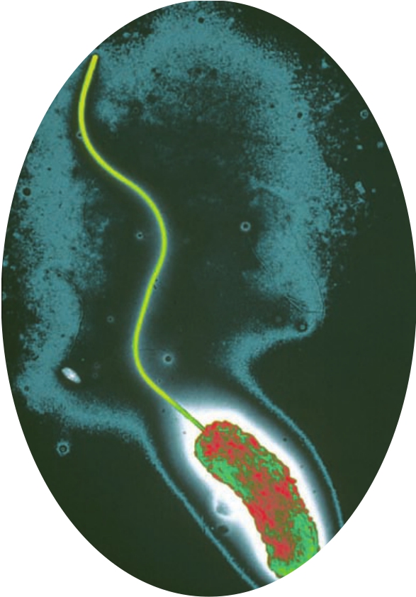 霍乱的种子霍乱弧菌喜忧参半的细菌
