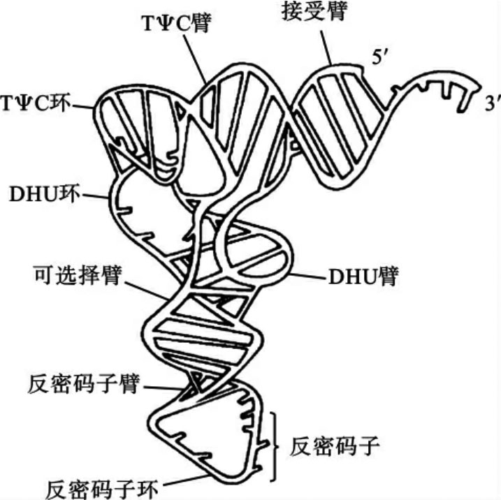 trna的结构图生物书图片