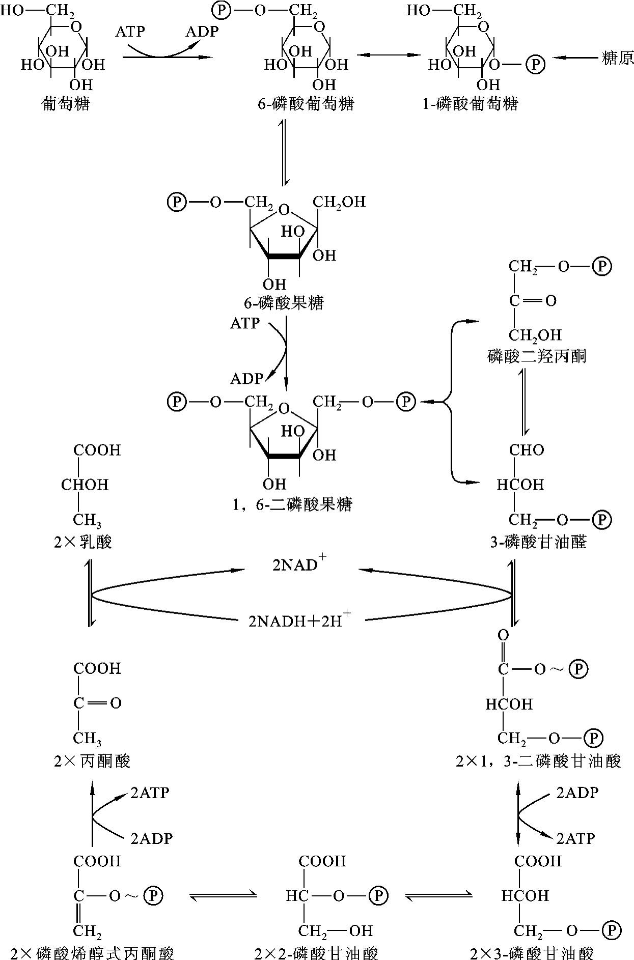 糖酵解十步反应流程图图片