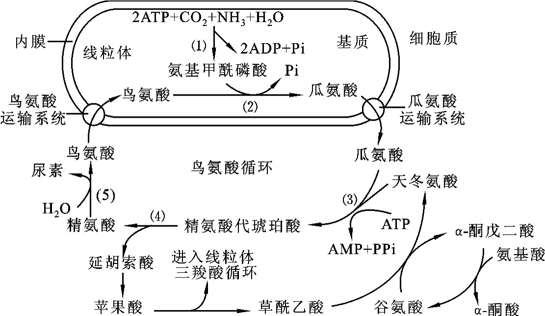 鸟氨酸循环示意图图片