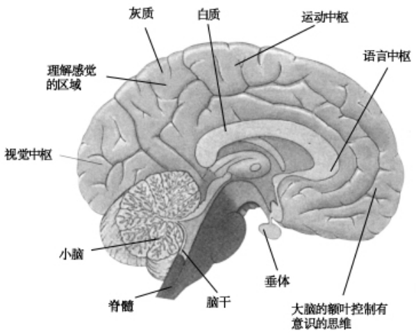 间脑结构图及功能图片