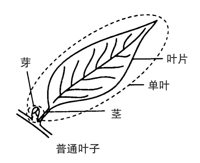 植物叶片结构图手绘图片