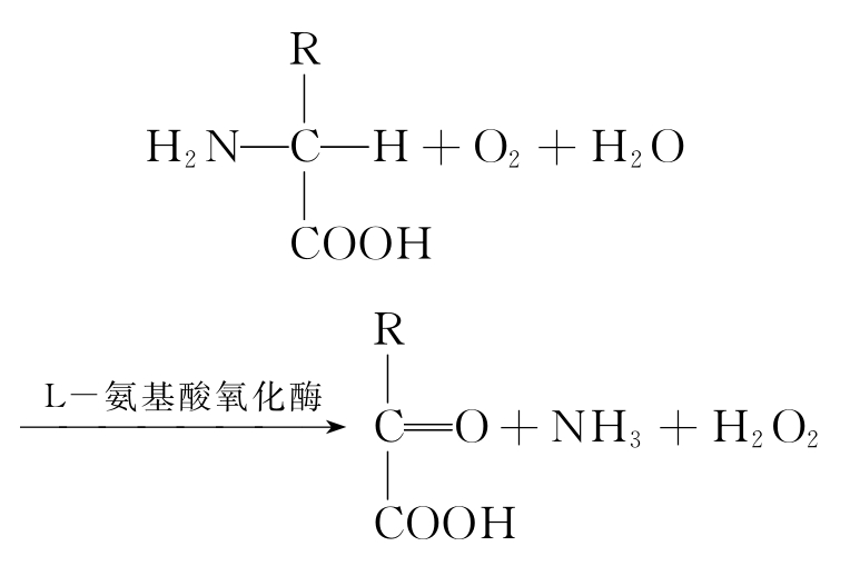 由于多种需氧脱氢酶的催化作用使机体产生了大量的过氧化氢,而造成对