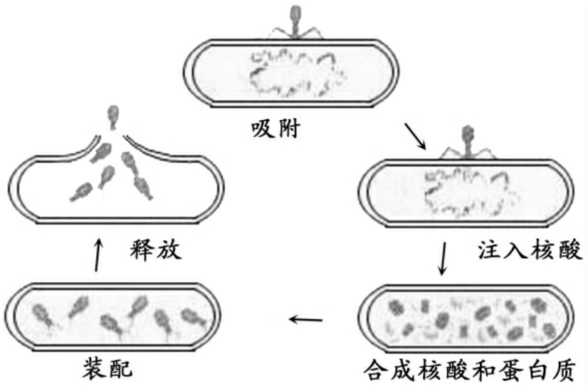 病毒的增殖过程图解图片