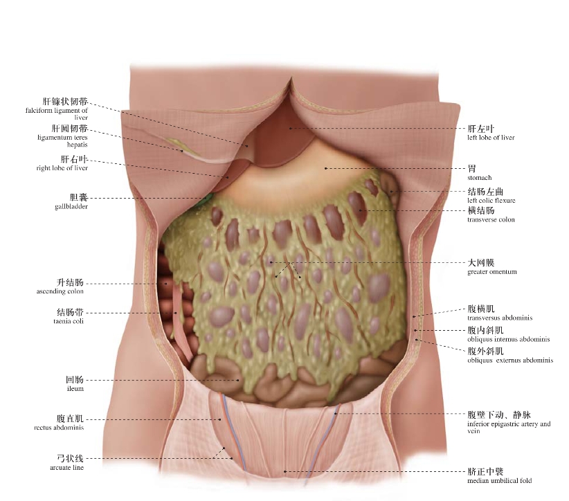 人体肚脐横截面解剖图图片