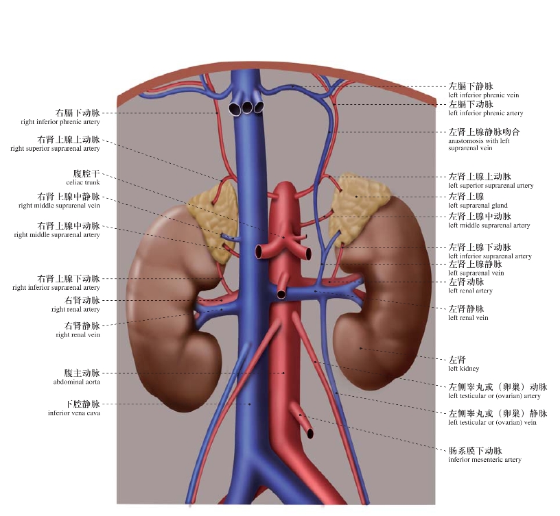 肾动脉分级图片