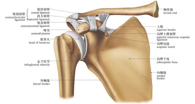 of the shoulder joint (anterior aspect 1)图136 肩关节韧带(前面观