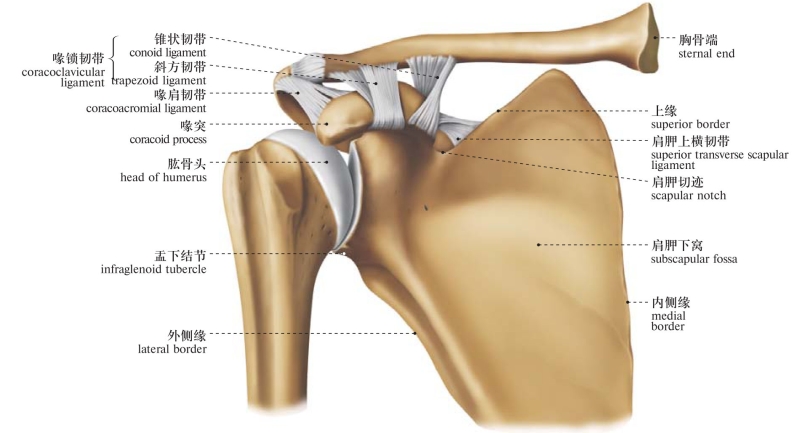 肩关节骨连接解剖图图片