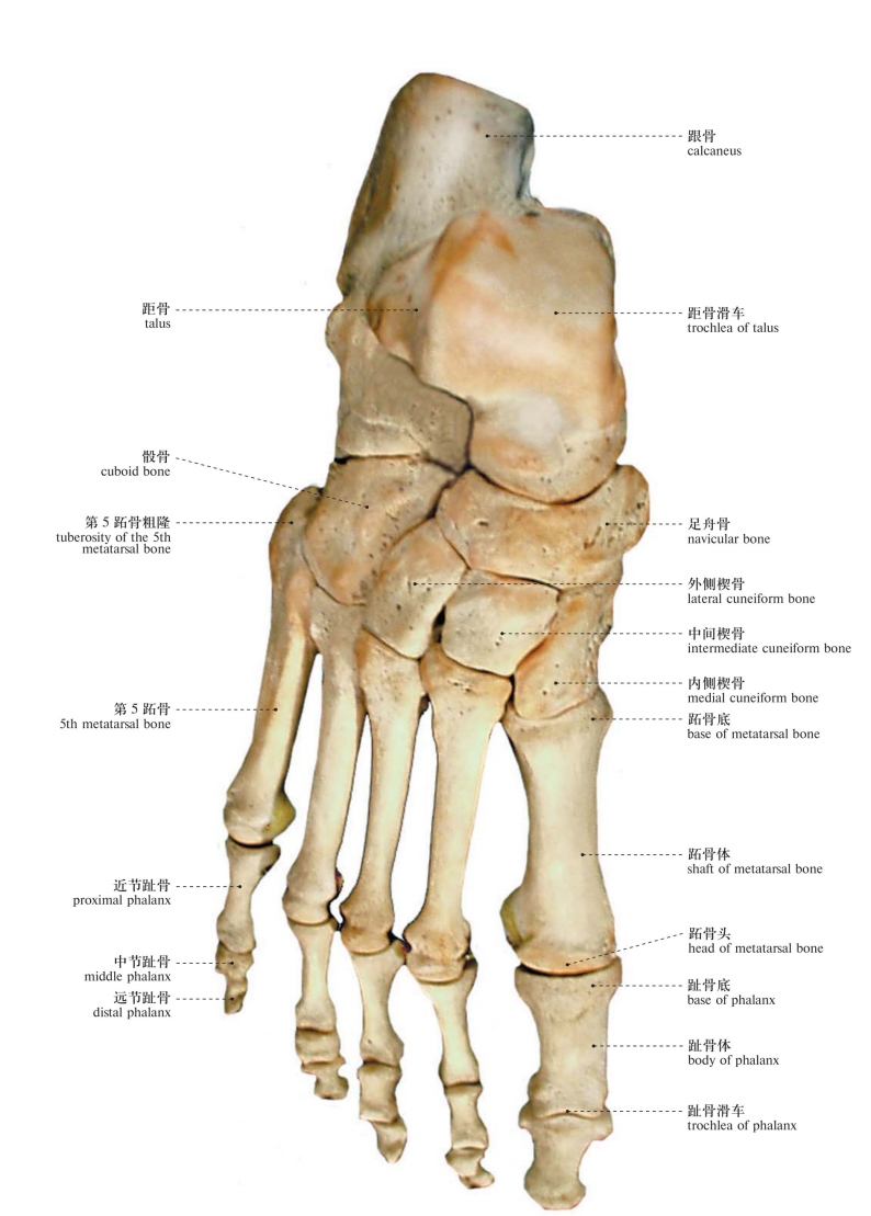 足背骨头结构图片