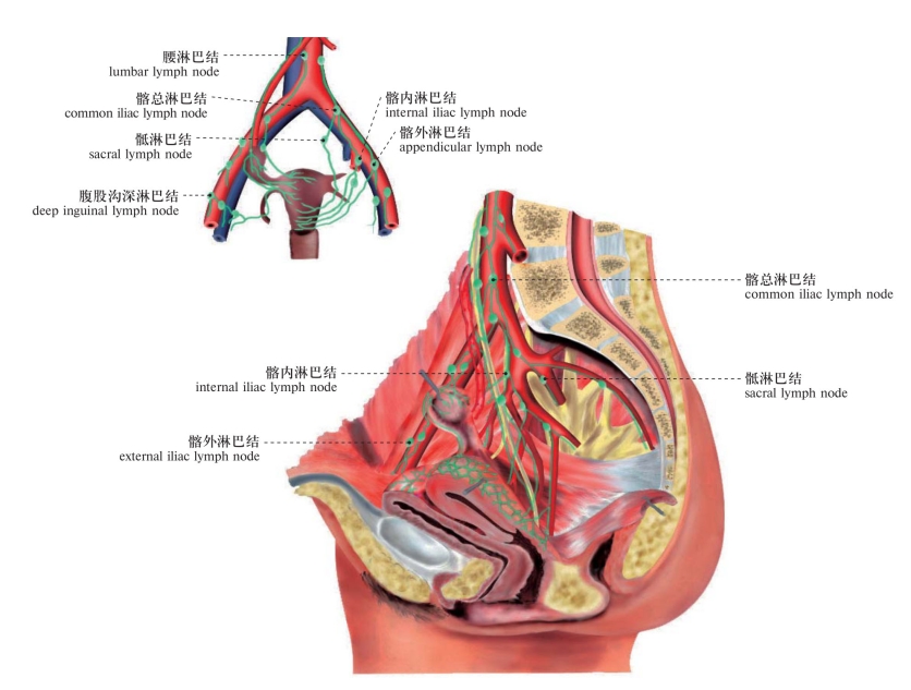 巴氏腺位置示意图图片