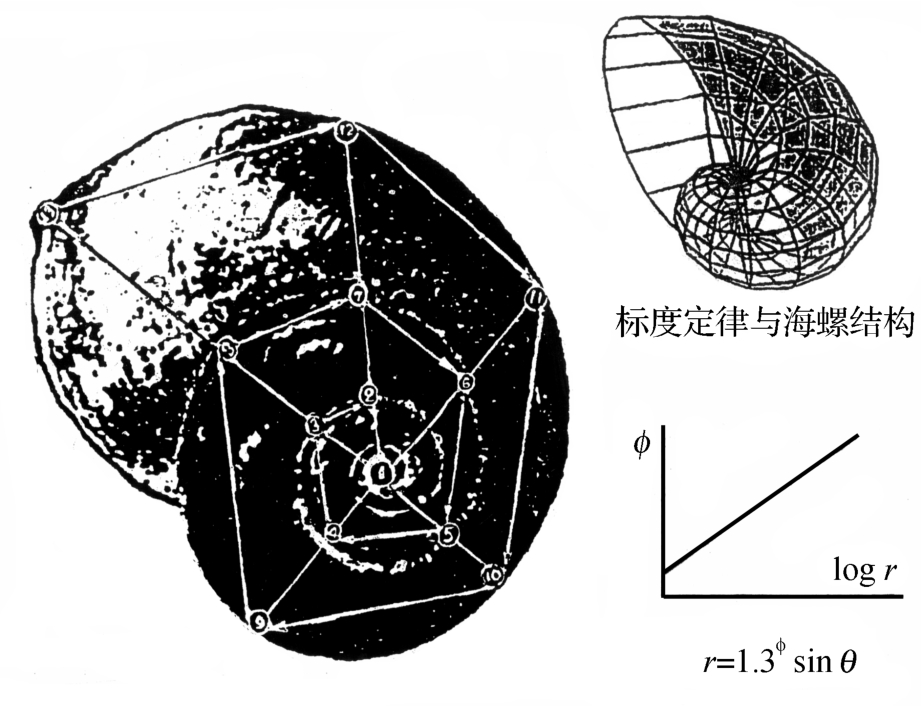 勾股定理海螺图公式图片
