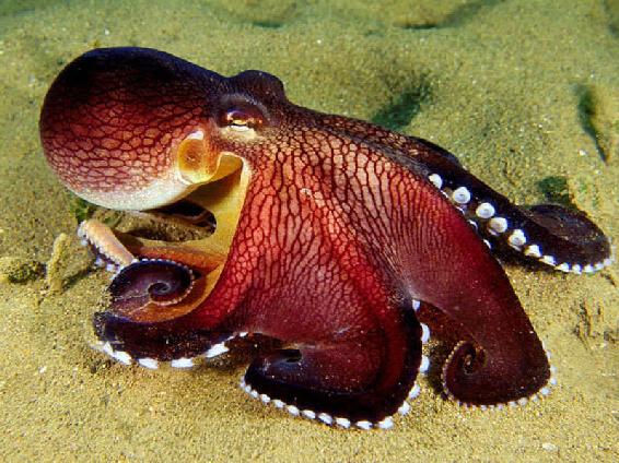 霸王章鱼和大王乌贼图片