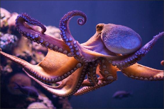 霸王章鱼和大王乌贼图片