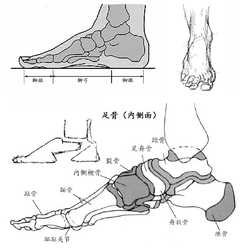 脚的整个图片结构图图片