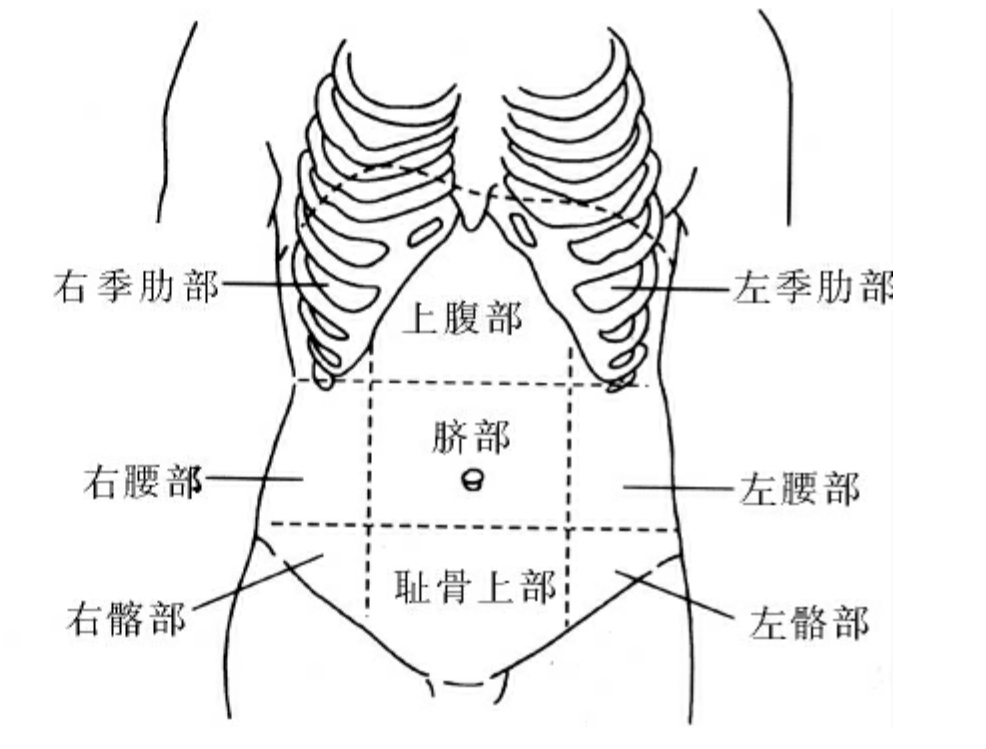腹部区域划分图图片