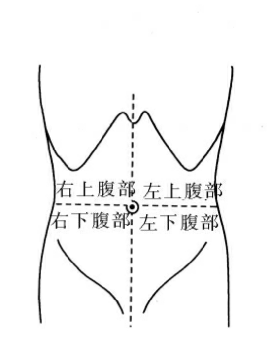 女性腹部分区图片