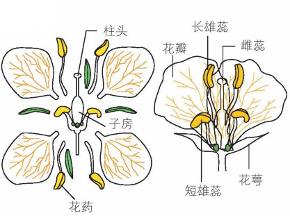 油菜花的解剖结构图图片