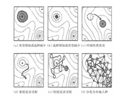 陷阱景觀示意圖08sewall wright,the role of mutation, inbreeding