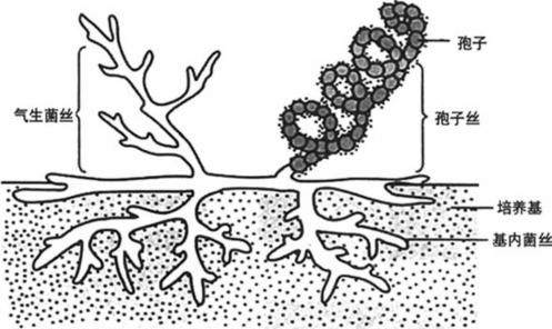 放线菌结构图手绘图图片