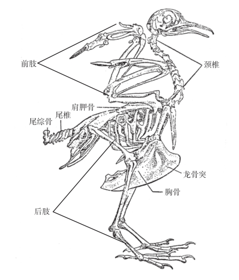 鸟类翅膀骨架图片