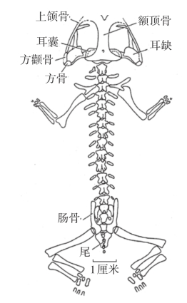 两栖类时代的来临