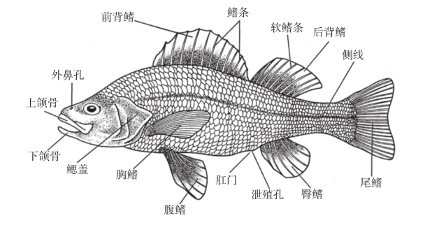 早期的有頜魚類