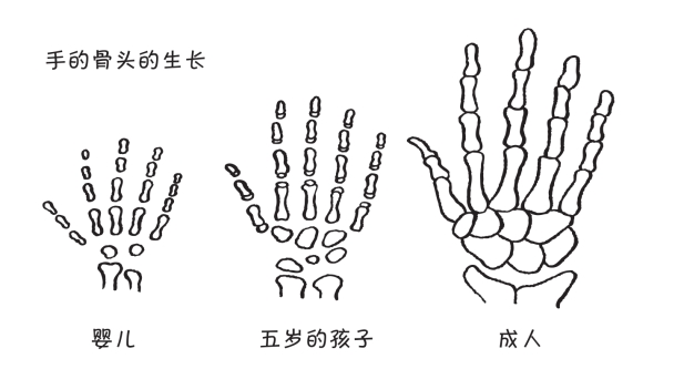 骨头生长速度特别慢