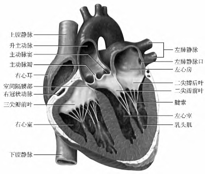 心脏的内部结构