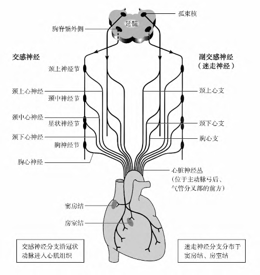 心脏受延髓的血管运动中枢所支配,交感神经出自延髓腹外侧神经元,从