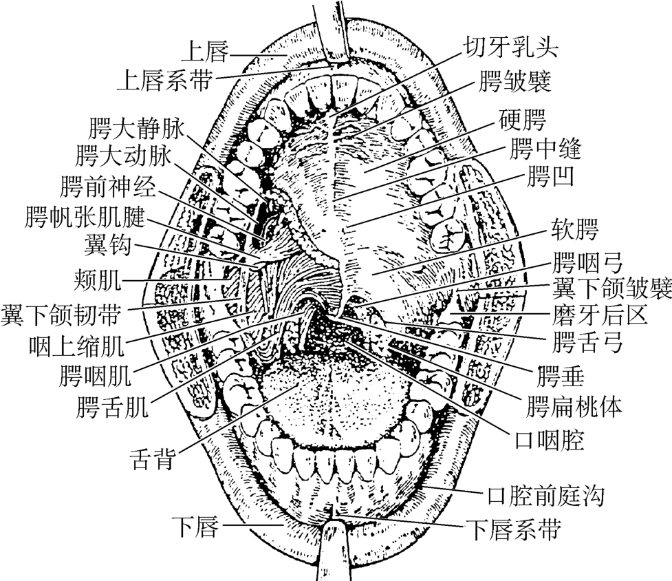 上颌前庭沟位置图图片