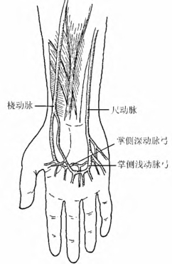 左手桡动脉位置的图示图片